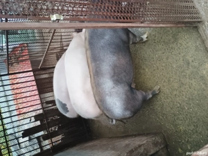 vând 3 porci  - imagine 5