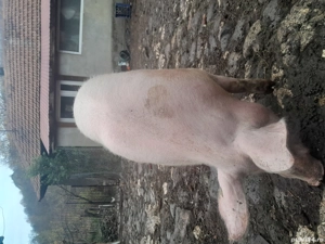 vând două scroafe - imagine 2