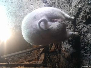 vând două scroafe - imagine 3