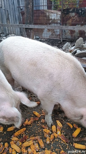 Porc de vanzare - imagine 4
