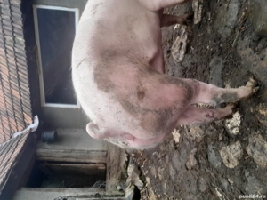 vând două scroafe - imagine 4