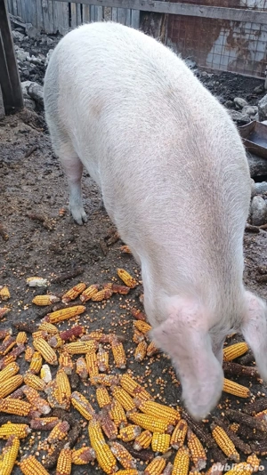 Porc de vanzare - imagine 2