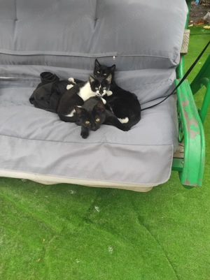 Cei mai frumosi - imagine 3