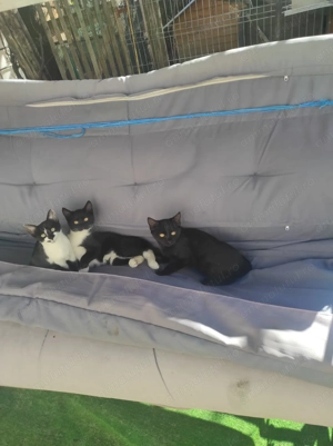 Cei mai frumosi - imagine 4