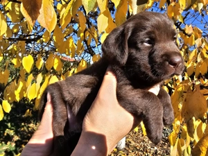 Vand pui catel Labrador auriu si ciocolatiu