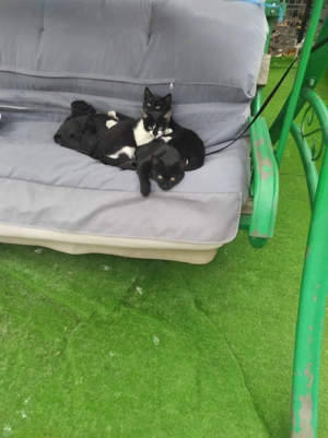 Cei mai frumosi - imagine 2