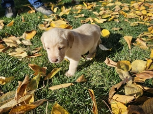 Vand pui catel Labrador auriu si ciocolatiu - imagine 4