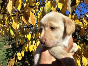 Vand pui catel Labrador auriu si ciocolatiu - imagine 2