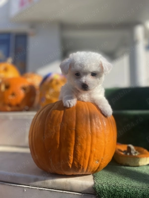 Pui de bichon foarte jucăuși 