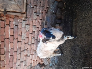 vand berbecuț - imagine 2