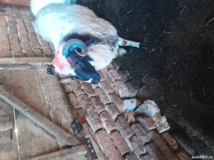 vand berbecuț - imagine 3