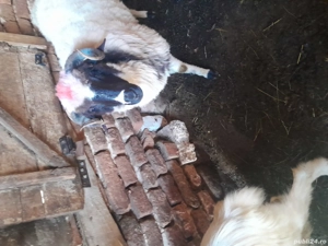 vand berbecuț - imagine 4