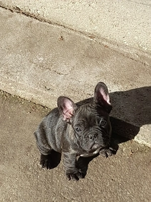 Buldog francez talie MINI si compactă 