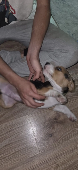 Vand catel de 2 luni 