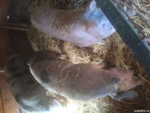 Porci de vânzare 