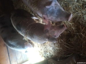 Porci de vânzare  - imagine 2