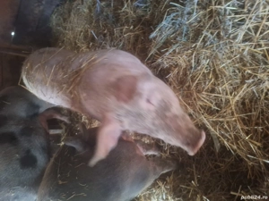 Porci de vânzare  - imagine 3