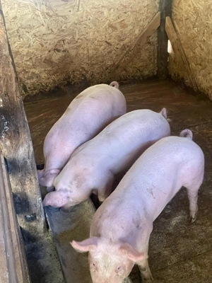 Vând porcii șoldani 50kg - imagine 2