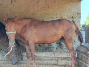 Iapă de vânzare!  - imagine 2