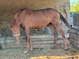 Iapă de vânzare!  - imagine 3