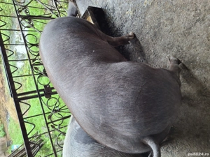 Vând porci în localitatea Șeica Mare ! - imagine 2