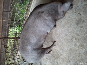 Vând porci în localitatea Șeica Mare ! - imagine 4