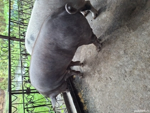 Vând porci în localitatea Șeica Mare ! - imagine 3