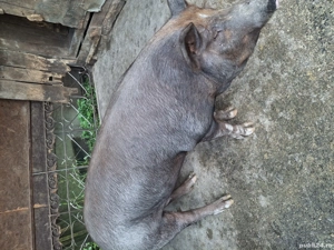 Vând porci în localitatea Șeica Mare ! - imagine 5