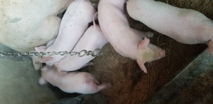 Purcei de vânzare  rasa de carne 