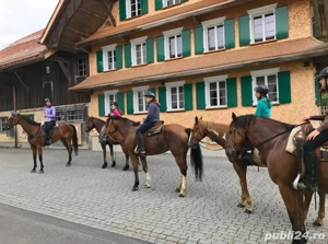 Angajez muncitor la ferma de cai in Elvetia 