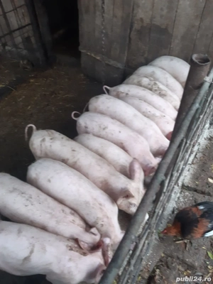Purcei pic,greutate 25-30kg! - imagine 3