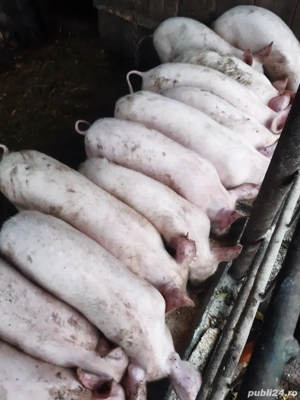 Purcei pic,greutate 25-30kg!