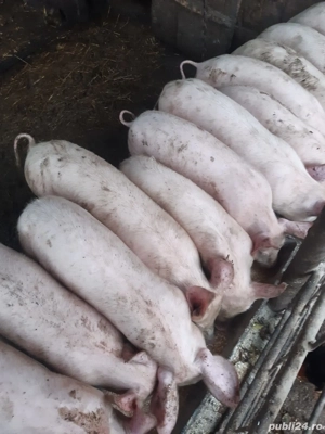 Purcei pic,greutate 25-30kg! - imagine 2