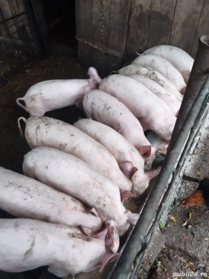 Purcei pic,greutate 25-30kg! - imagine 4