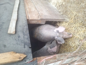 Porci de vânzare  - imagine 3