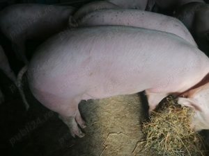 De vânzare, porci de carne 