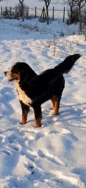 Femela Ciobanesc de berna