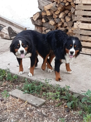 Femela Ciobanesc de berna - imagine 2