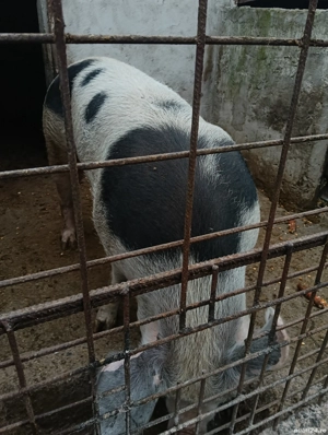 scroafa rasa pietrean crescuta bio cu cereale 