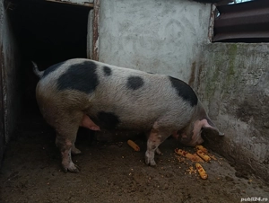 scroafa rasa pietrean crescuta bio cu cereale  - imagine 2