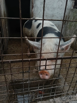 scroafa rasa pietrean crescuta bio cu cereale  - imagine 4