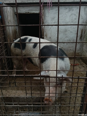 vând scroafă rasa pietrean crescuta bio 