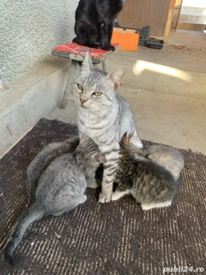 donez pisici Wiskas - imagine 2