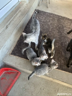 donez pisici Wiskas - imagine 3