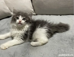 Siberiana de Padure  - imagine 3