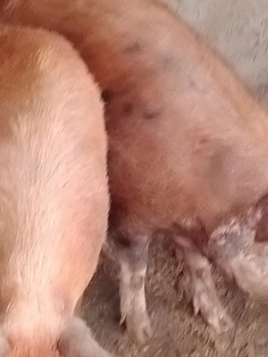 Vând porci de rasa duroc și landras  - imagine 3