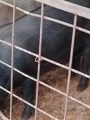 Vând porci de rasa duroc și landras  - imagine 4