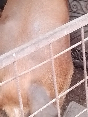 Vând porci de rasa duroc și landras  - imagine 5