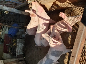 De vânzare Traian  Olt!