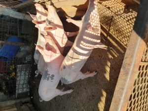 De vânzare Traian  Olt! - imagine 2